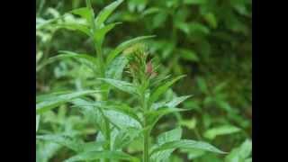 Plant portrait - Cardinal flower Lobelia cardinalis