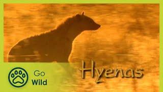 Hyenas - The Whole Story 713 - Go Wild
