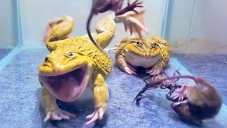 Giant Bullfrog Eats Big Scorpion And Mouse Asian Bullfrog Live Feeding