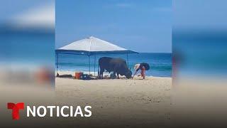 Una mujer es embestida por un toro... en una playa de México  Noticias Telemundo