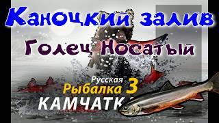 Кроноцкий заливГолец носатыйКвест гольцыРР3  Русская рыбалка 3