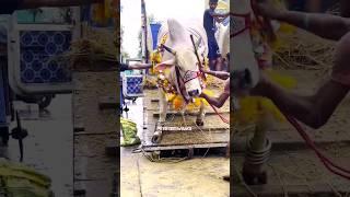 Biggest and beautiful cow Gudiya unloading pathan cattle farm #gowalbari #shorts #trending #viral