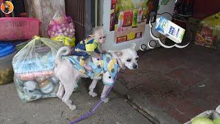 The foster father was shocked when he saw Monkey KuKu and Dog ByBy going to buy milk