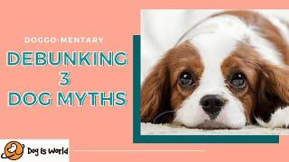 3 Dogs Myths DEBUNKED  Debunking Dog Myths  Dog Myths You Dont Know Are Not True