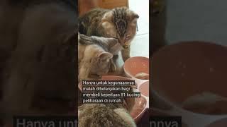 Burger RM2 rezeki 81 kucing peliharaan