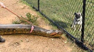 ANACONDA WALKS ON LEASH -- Finds a Squirrel