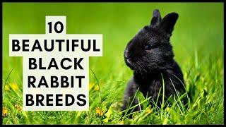 10 Beautiful Black Rabbit Breeds