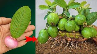 Unique technique of growing guava with leaves gives incredible efficiency