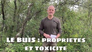 Le buis Buxus sempervirens  propriétés et toxicité