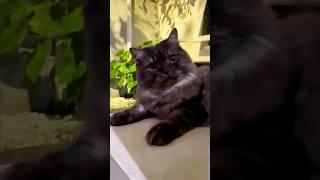 funny cats  episode 325 #shorts