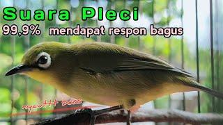 Suara Pleci Ngecal 99.9 % ampuh memanggil lawan cocok untuk pancingan