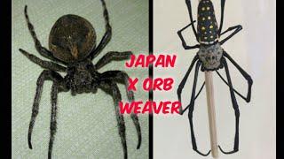 Japan and Australian Golden Orb Weaver spider - Go all out