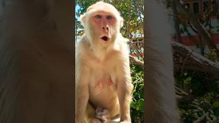 monkey video  dog sound  dog and monkey  dog  monkey #shorts