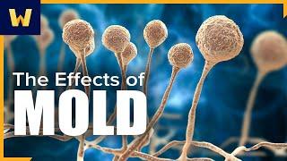 How Does Environmental Mold Affect Us?  An Introduction to Infectious Diseases