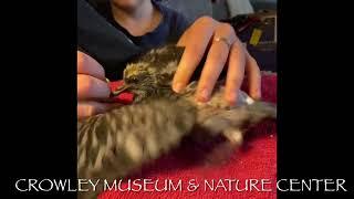 How To Feed Orphaned Baby Pigeons