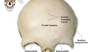 Anatomi Muskuloskeletal - Osteologi  Materi Kedokteran Dasar