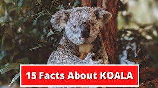 15 FACTS ABOUT KOALAS