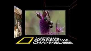 now TV HD promo