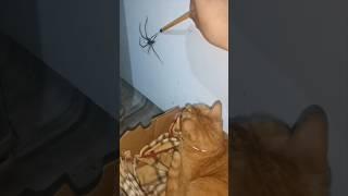 The Spider vs The Cat #TheManniiShow.comseries