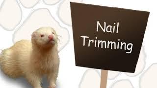 How to Take Care of Ferrets Tutorial Video