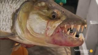 Would You Get This Close to a Goliath Tigerfish  Monster Fish