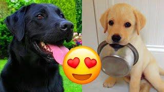 Labrador Retriever — Adorable And Hilarious Videos And Tik Toks Compilation