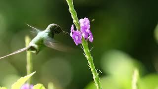 The Green Thorntail