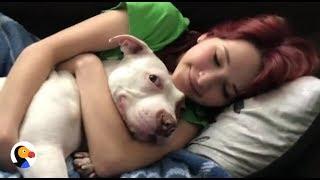 Pit Bull Cant Stop Kissing Favorite Girl  The Dodo