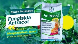 Manfaat Dan Keunggulan Fungisida Antracol 70 WP