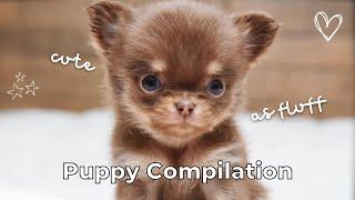 Chihuahua Puppy Compilation