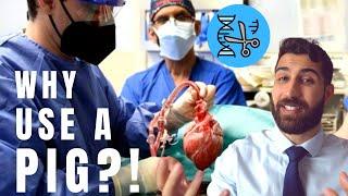FIRST Pig to Human Heart Transplant  HOW DID WE DO IT?
