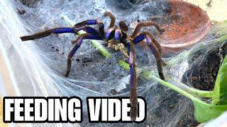 EPIC GIANT TARANTULA + SCORPION FEEDING VIDEO MEET 24 PET ARACHNIDS