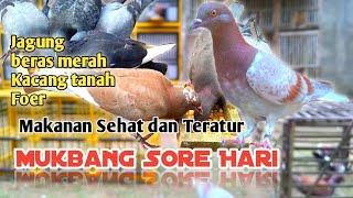 Ngasih Makan Merpati Di Sore Hari