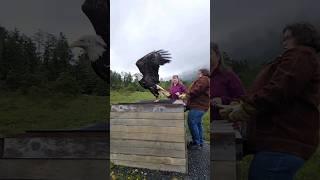 Balboas Release Bald Eagle #wildlifeconservation #baldeagle #befree