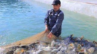 BALIQ BOQISH БАЛИК БОКИШРазведение рыбы в домашних условияхFish farming at home