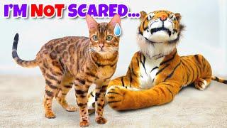 FAKE TIGER PRANK on Bengal Cat Original Video