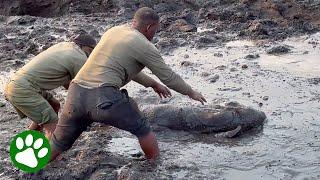 Brave Men Pull Baby Elephant From Mud Pit