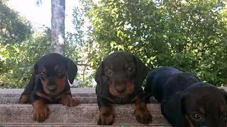 Dashhond puppys for sale in idukki Adimaly 9947658942