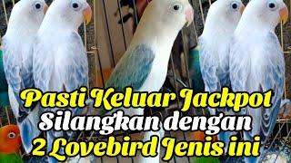 Pasangan yang cocok untuk Lovebird biola ewing blue agar keluar jackpot tertinggi