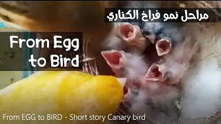 From EGG to Canary BIRD  