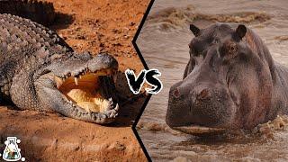 CROCODILE VS HIPPO - Who Wins The Fight?