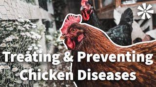 Chicken DISEASES  How to Treat & Prevent Them