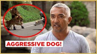 Can I help this AGGRESSIVE Dog?  Cesar 911