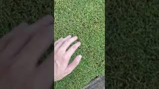 discord mod discovers grass for the first time