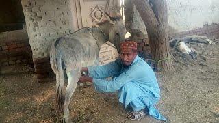 Beautiful Murrah Male Donkey Meeting & Donkey Milking By Hand Village Life