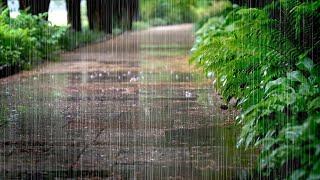 Heal Your Mind Relax Comfortably with the Refreshing Rain Sounds on the Trail. Insomnia Relief