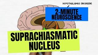 2-Minute Neuroscience Suprachiasmatic Nucleus