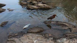 RIO MIRANDA É SÓ FARTURA #pescaria  #riomiranda #culinária  de pescarias #pessoas  e Blogs