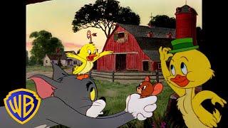 Tom & Jerry  Quack Quack its Little Quacker   Classic Cartoon Compilation  @wbkids​