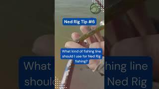 Mastering the Ned Rig Tips from the Pros #shorts #nedrig #fishing